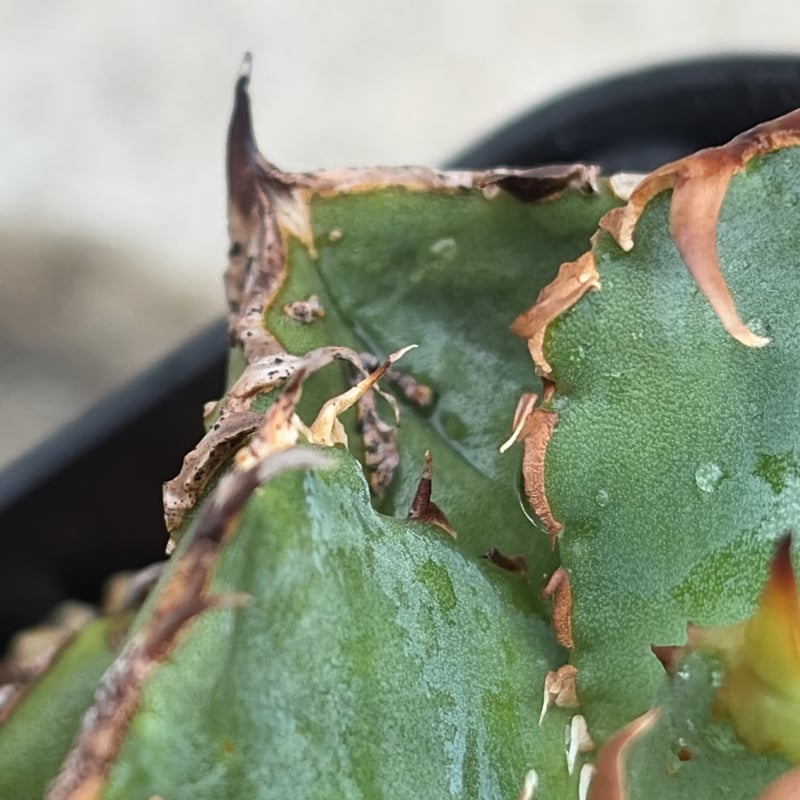 アガベチタノタ地勇星 子株付き Agave titanota “Chiyuusei” 鉢付き