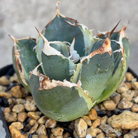 blackmonster plants