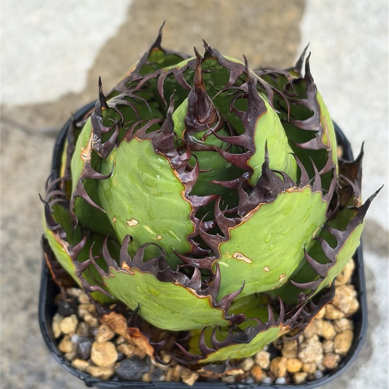 アガベ ホリダ Agave horrida 鉢付き発送 | blackmonster pla