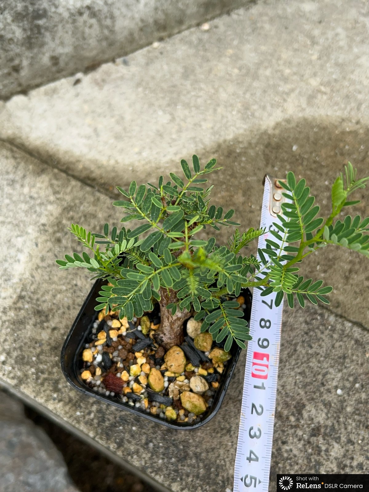 BMP産）センナメリディオナリス 鉢付き発送 | blackmonster plants