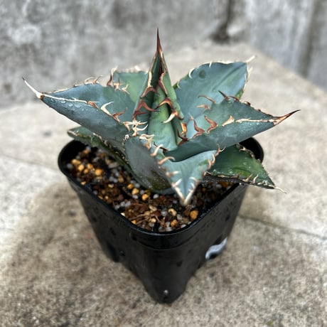 oaxaca oteroi Blue special 現地実生 ブルースペシャ Agave Oteroi - Etsy