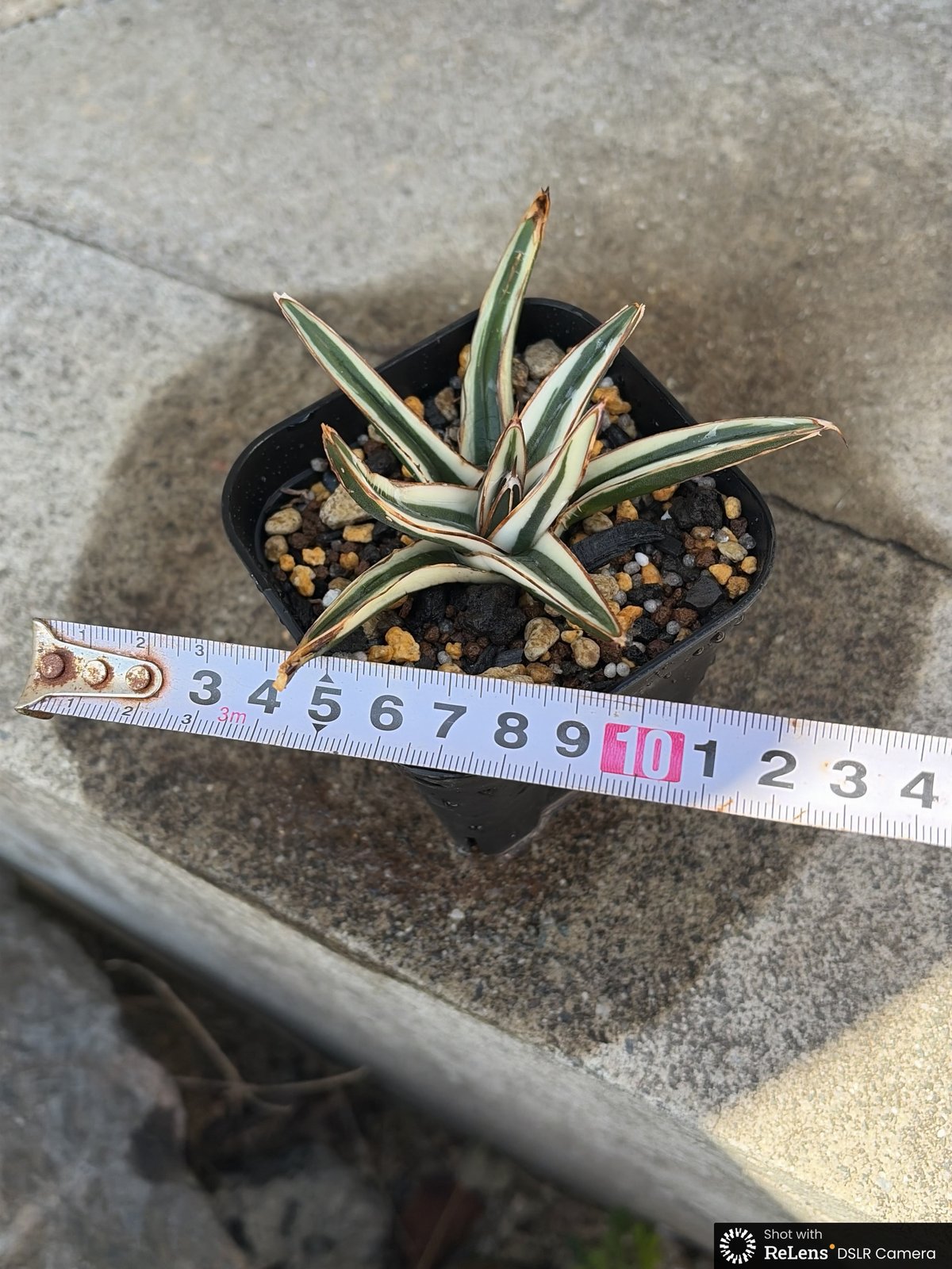 アガベ 笹の雪 氷山 白覆輪種 Agave victoriae-reginae 'Hyouza