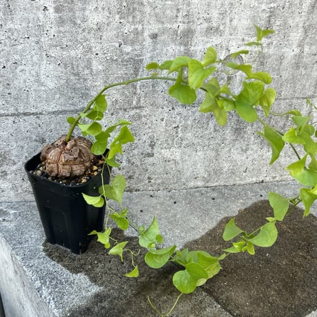 ディオスコレアエレファンティペス | STORES