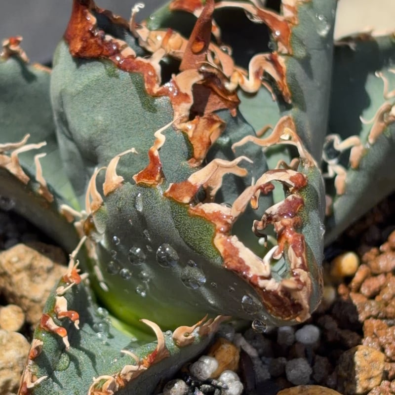 アガベチタノタ悪魔くん BAKEMONO Agave titanota “Little Dev