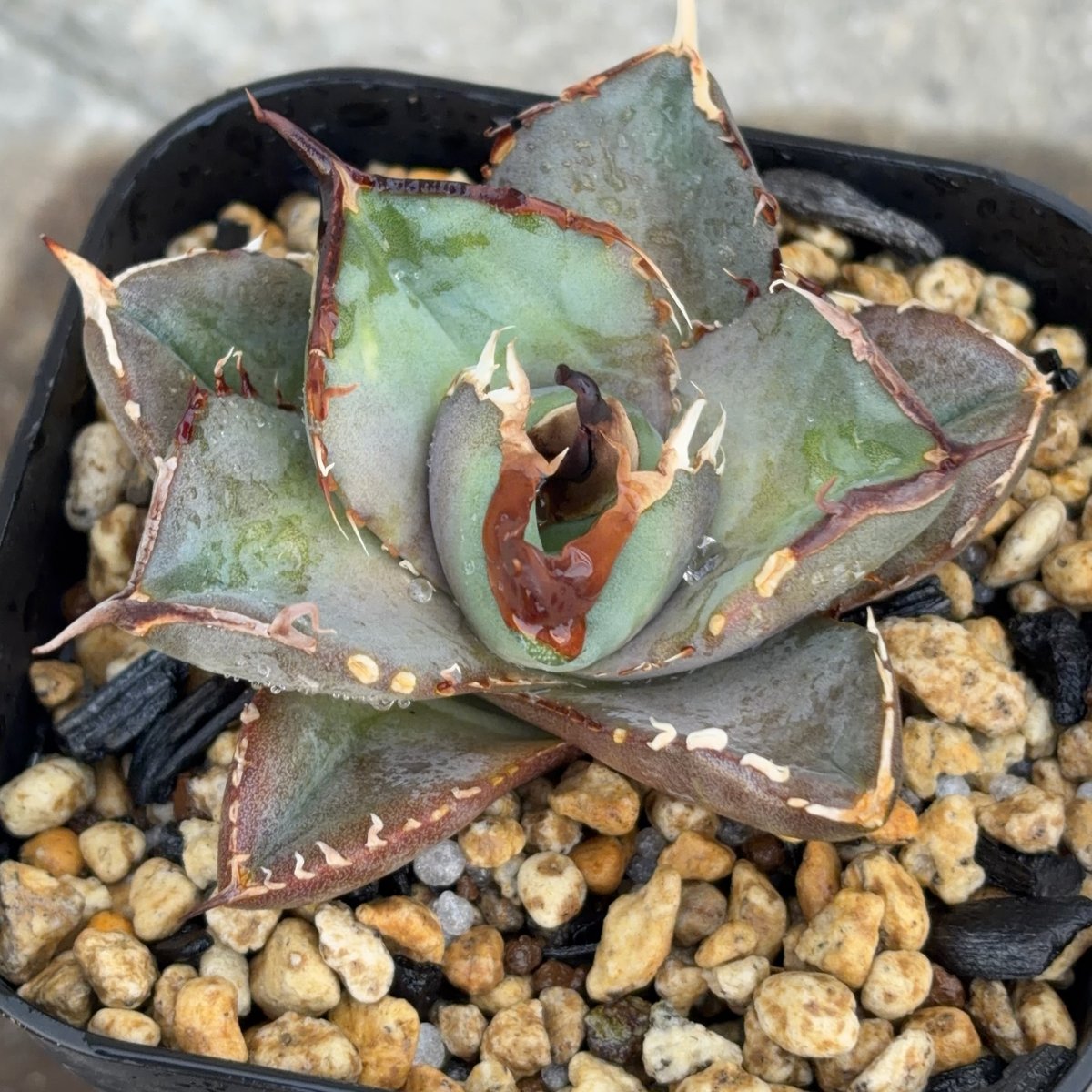 アガベチタノタオアハカ agave titanota oaxaca SUPER DWARF鉢付