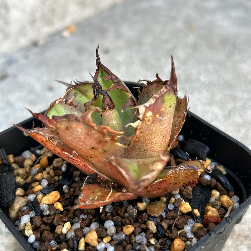 アガベ チタノタ シーザー 鉢付き アガベ チタノタ シーザー 鉢付き