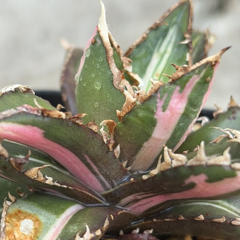 アガベ チタノタ 狼人錦 中斑錦 Agave titanota were wolf White