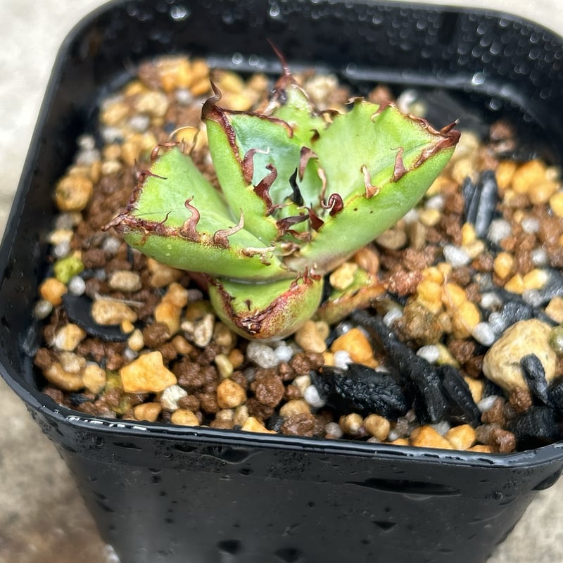 アガベ ハデス JOURNAL STANDARD FURNITURE 黒鉢付き アガベ 黒鉢付き アガベ ハデス JOURNAL STANDARD FURNITURE 黒鉢付き