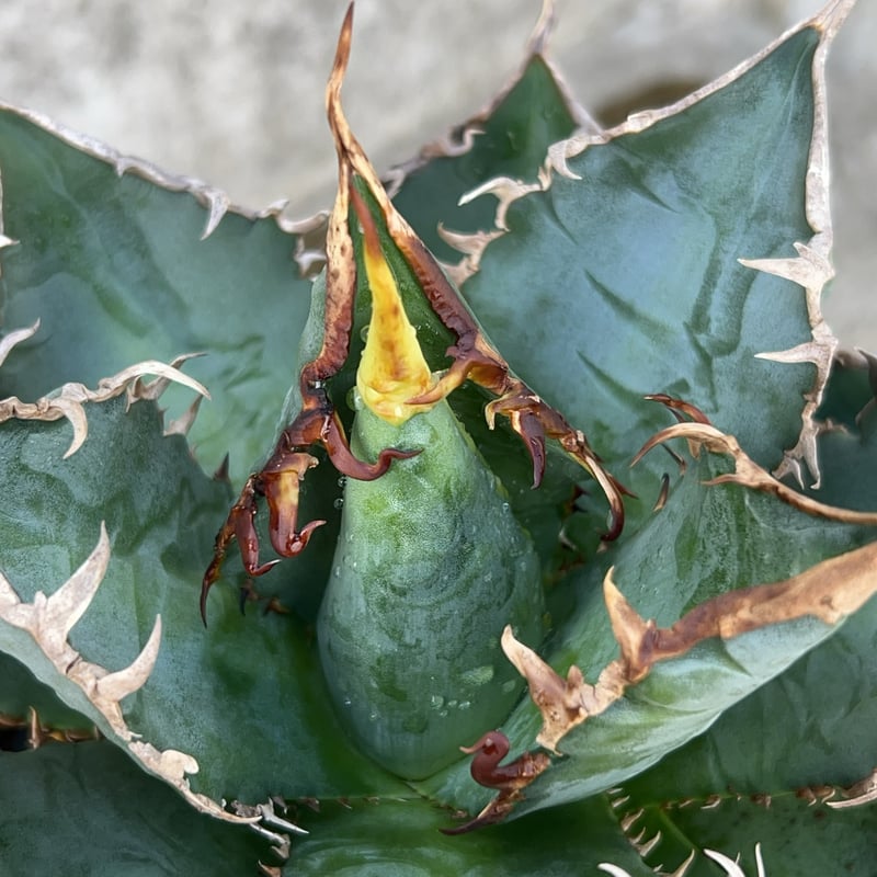 アガベ チタノタ 海王 鉢付き発送 | blackmonster plants