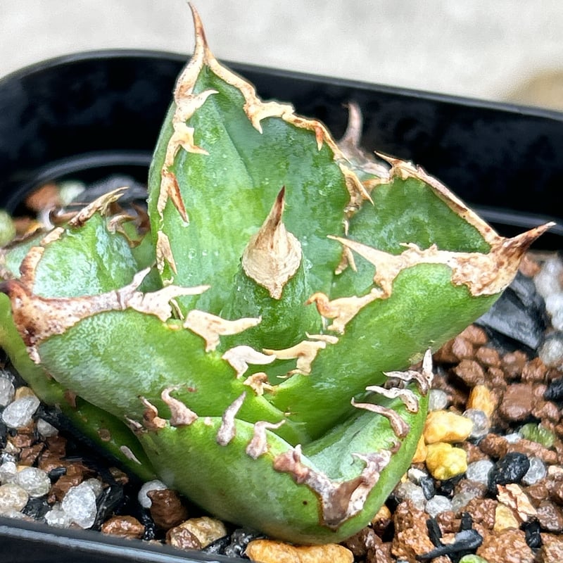 アガベチタノタ白豪棘 agave titanota White Fierce Spines鉢付