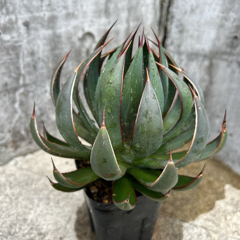 アガベ Mangave Praying Hands マンガベの祈りの手 子株鉢付き発送 |