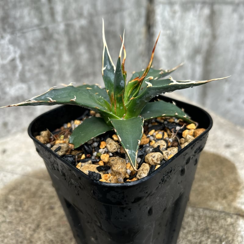 BMP産）アガベ ユタエンシス エボリスピナ 陽炎タイプ Agave