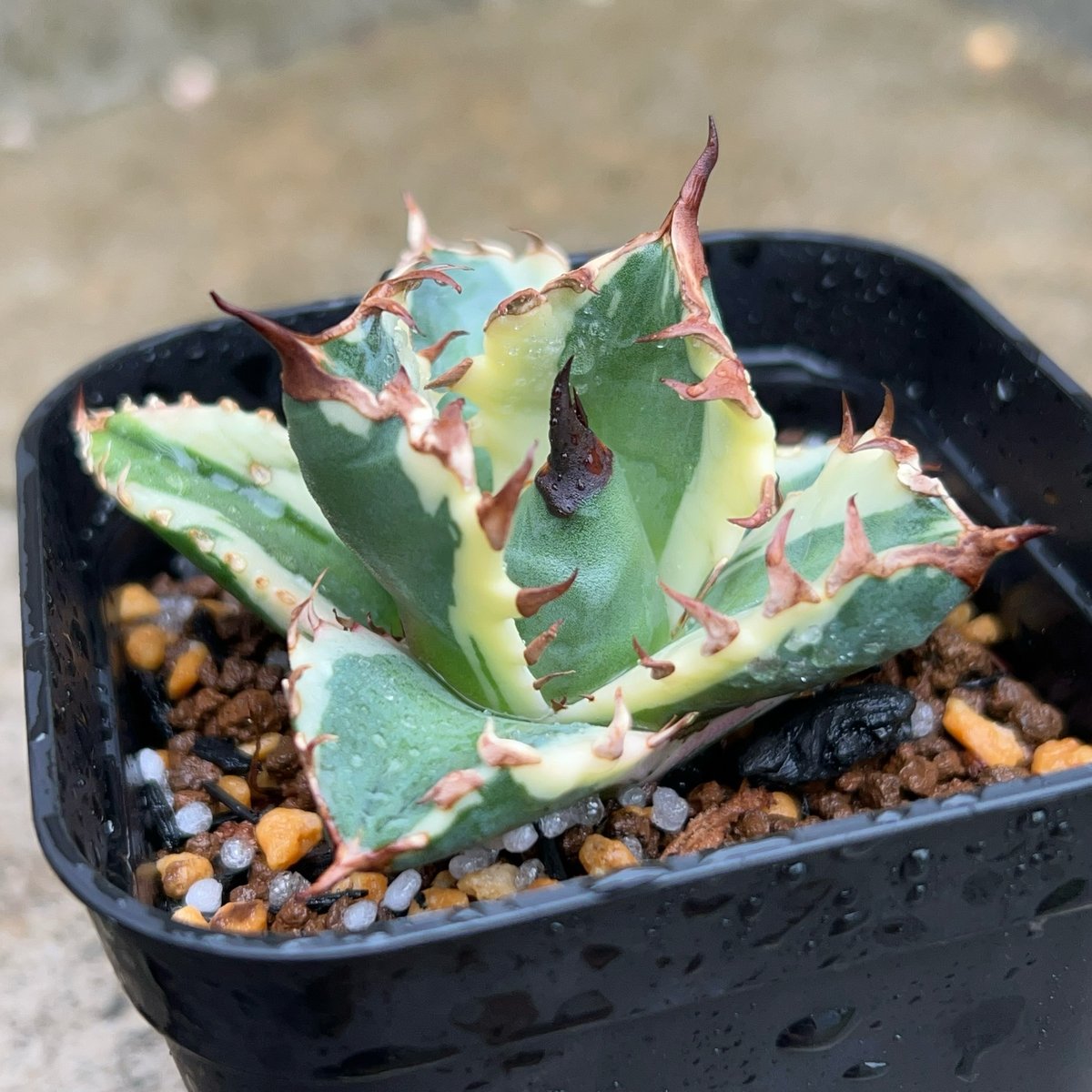サービス品【匿名配送】④サイズ大　アガベ　姫厳竜錦　覆輪斑　TC 子株付 Agave titanota “姫厳龍” / 特選！台湾輸入株 子株付き 親株 / 4
