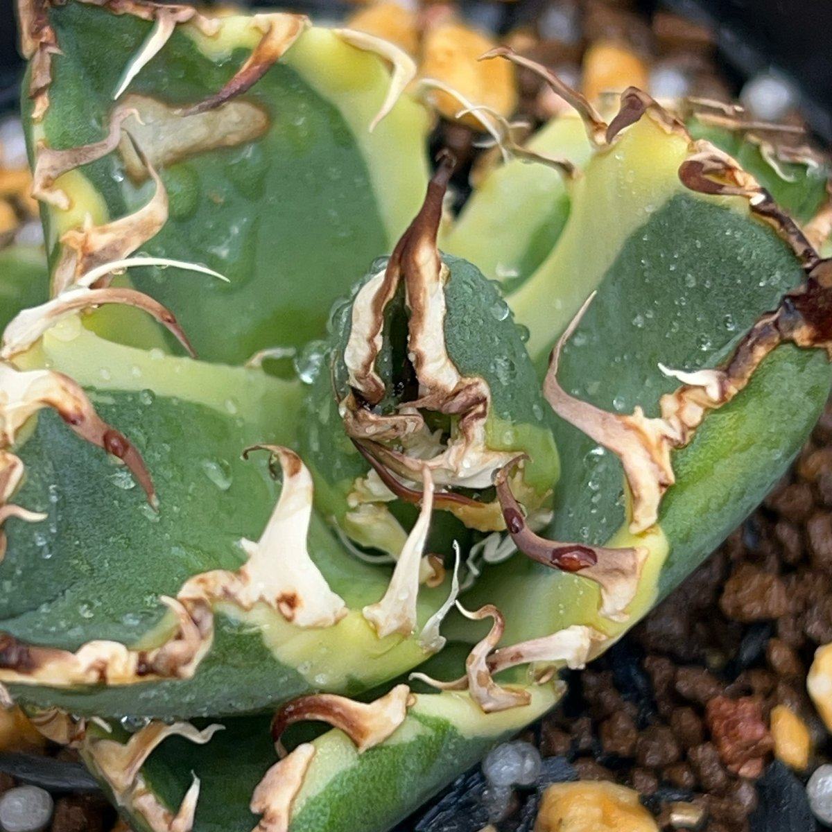 アガベ・チタノタ・凱撒（シーザー） アガベ・チタノタ シーザー（凱撒）中-015｜agave titanota