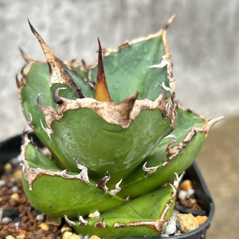 アガベチタノタ赤魔 agave titanota redghost 鉢付き発送 | blac