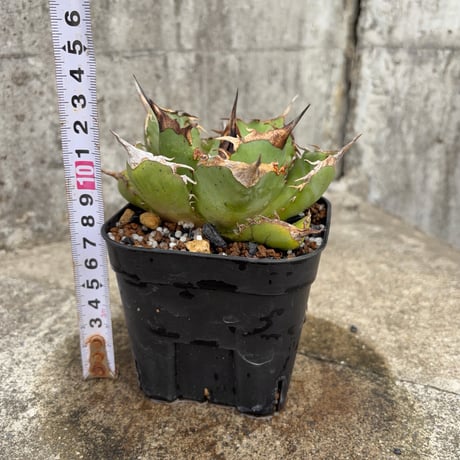 アガベオテロイオアハカ 子株付き Agave oteroi “Oaxaca”鉢付き発送
