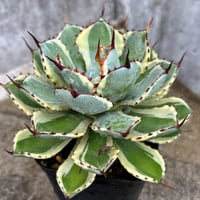 アガベ オテロイ オアハカ 現地球株 Agave oteroi “Oaxaca” field-