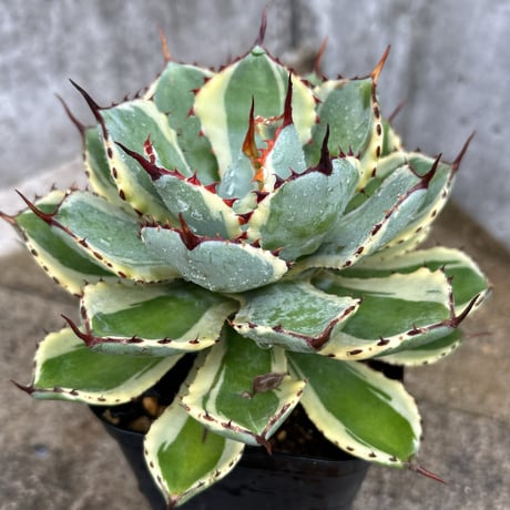 ☆特価☆　アガベ　吉翔冠錦　4株 アガベ ポタトルム 吉祥冠錦 agave potatorum 'Kissho Kan' var