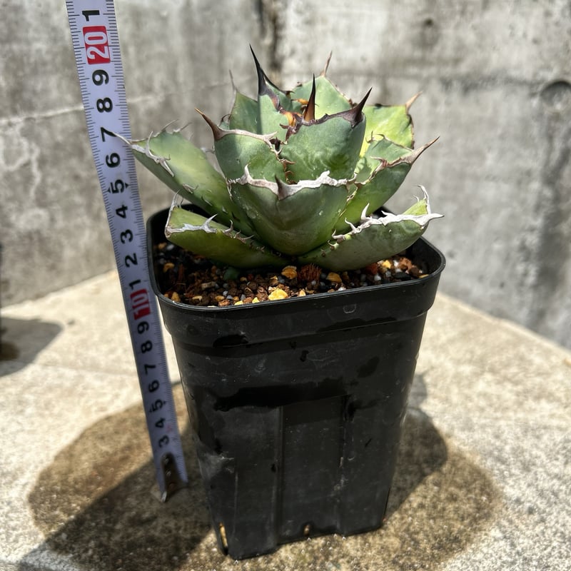 Agave titanota 中型 Agave titanota 中型 Agave titanota hybrid 「XZ