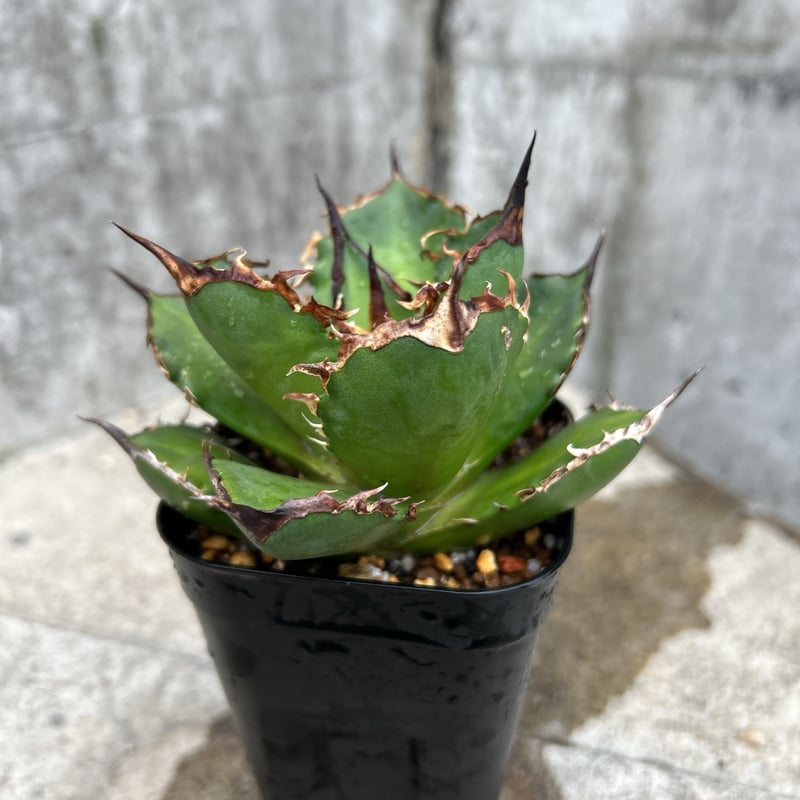 アガベ チタノタ シャークソード 鯊魚剣 鉢付き発送 | blackmonster