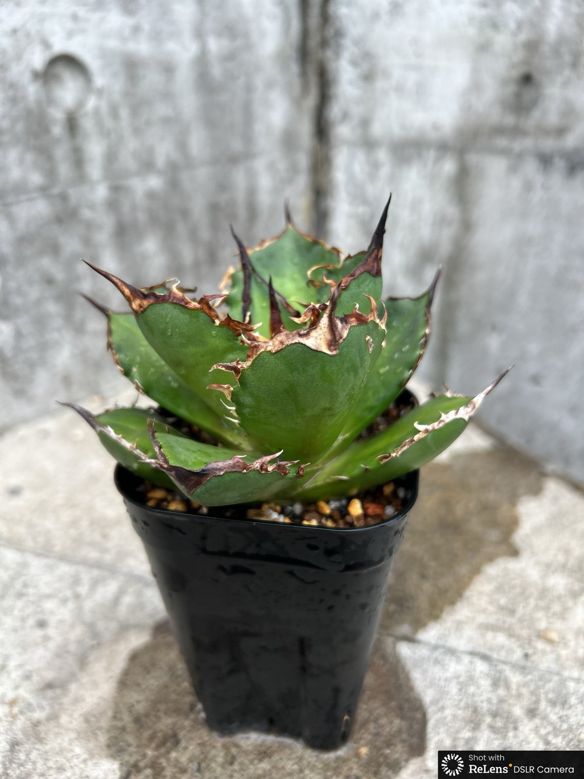 アガベ チタノタ シャークソード 鯊魚剣 鉢付き発送