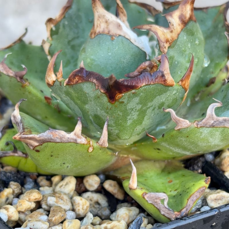 アガベチタノタ雪峰 Agave titanota Snow Crown鉢付き発送 | bla
