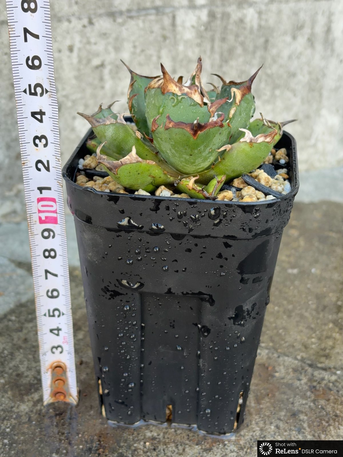 アガベチタノタ雪峰 Agave titanota Snow Crown鉢付き発送 | bla