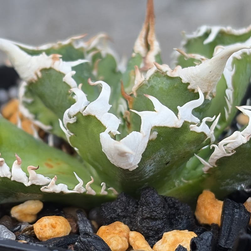 アガベチタノタ白豪棘 Agave titanota White Fierce Spines鉢付