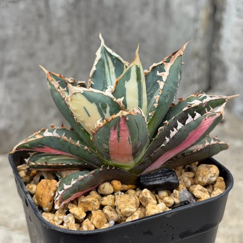 アガベ チタノタ 狼人錦 中斑錦 Agave titanota were wolf White