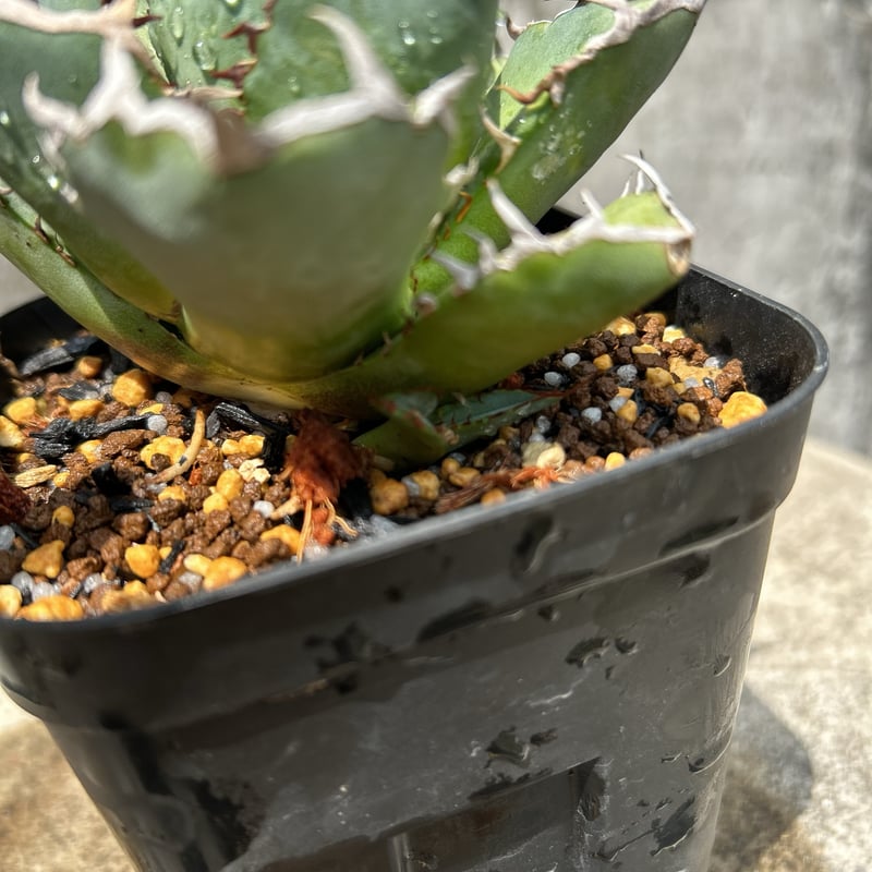 アガベ チタノタ 龍牙 agave titanota dragon fang 鉢付き発送 |