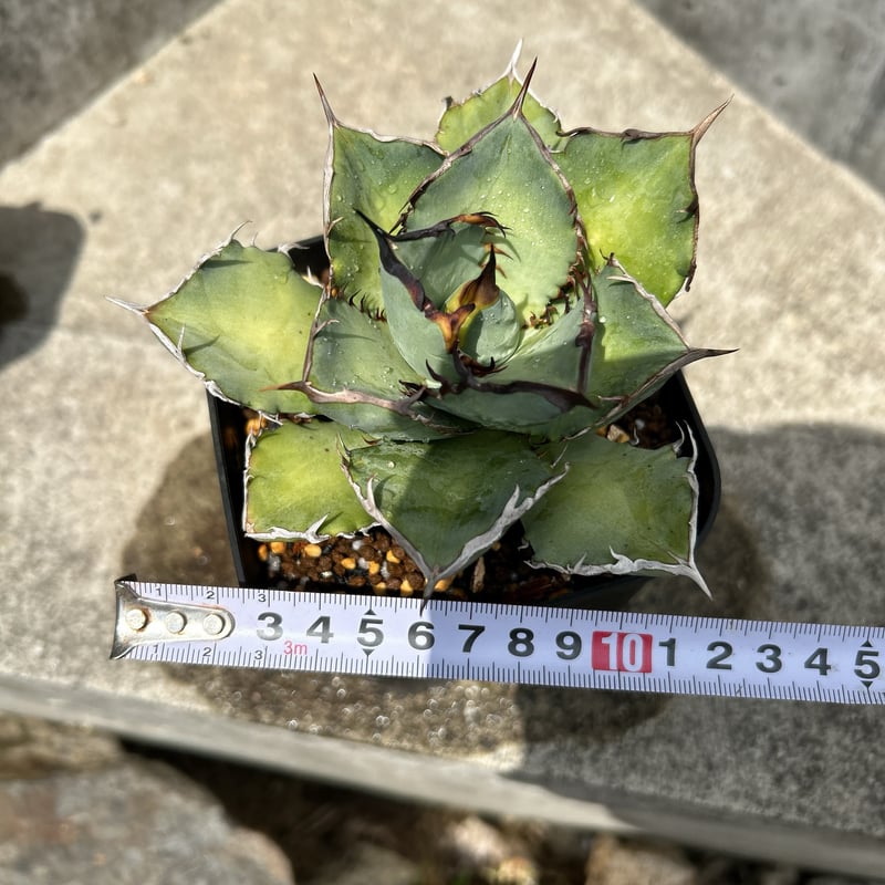 アガベ チタノタ 龍牙 agave titanota dragon fang 鉢付き発送 |