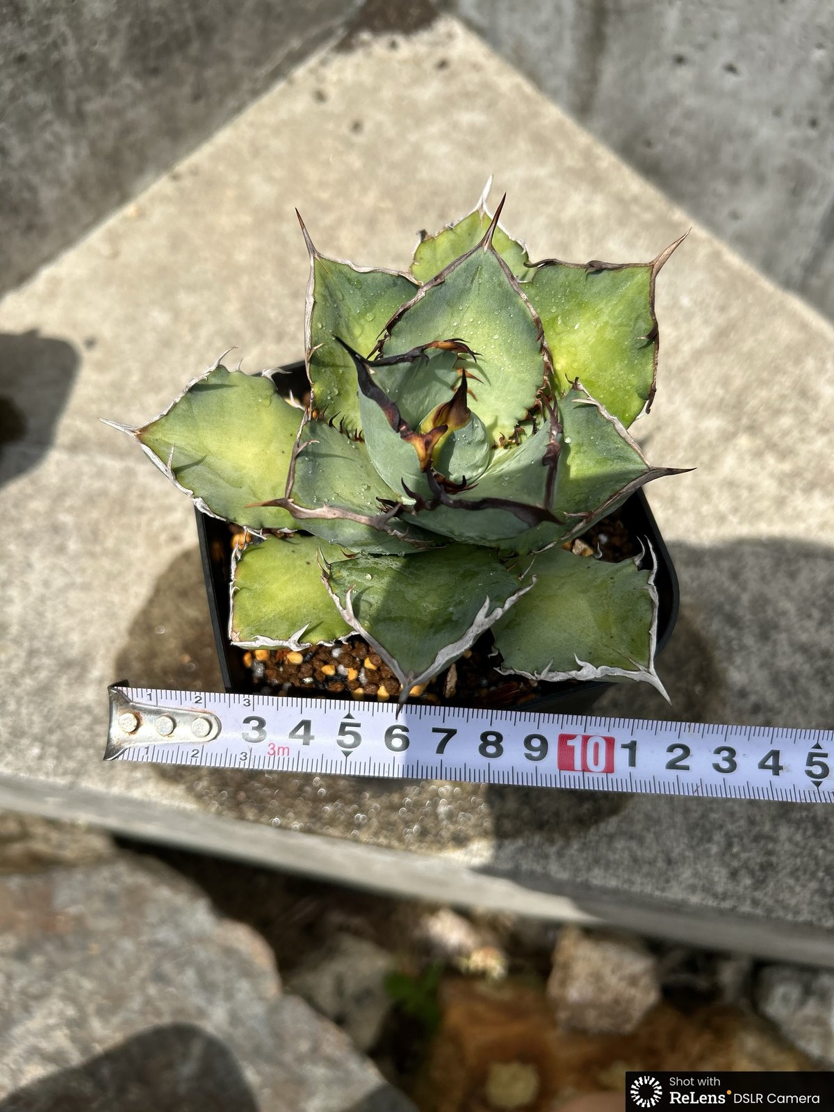 アガベ チタノタ 龍牙 agave titanota dragon fang 鉢付き発送 |