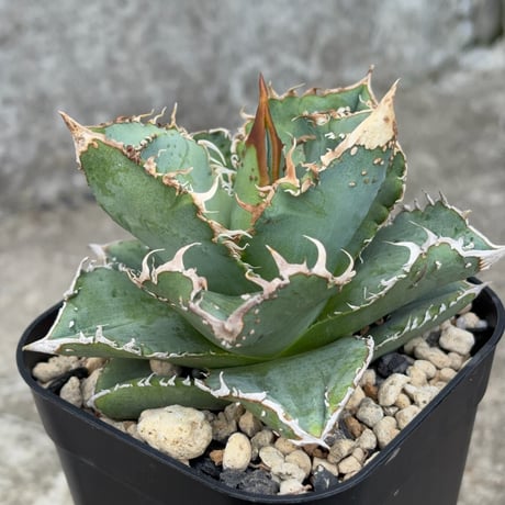 blackmonster plants