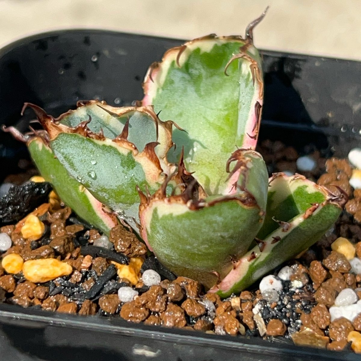 アガベ チタノタ ブラックアンドブルー 錦 白覆輪錦 Agave titanota Bla