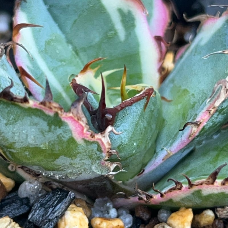 アガベ チタノタ ブラックアンドブルー 錦 白覆輪錦 Agave titanota Bla