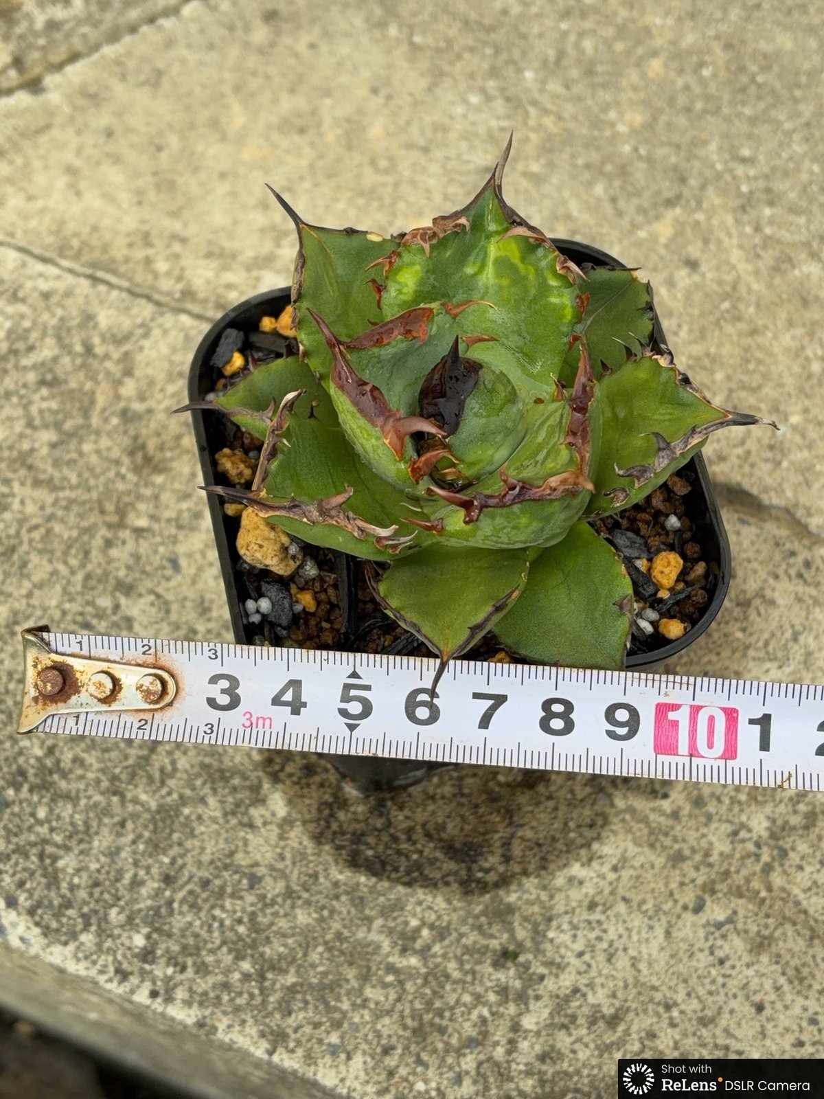 アガベ チタノタ翼竜 Agave titanota Pteranodon 鉢付き発送 |