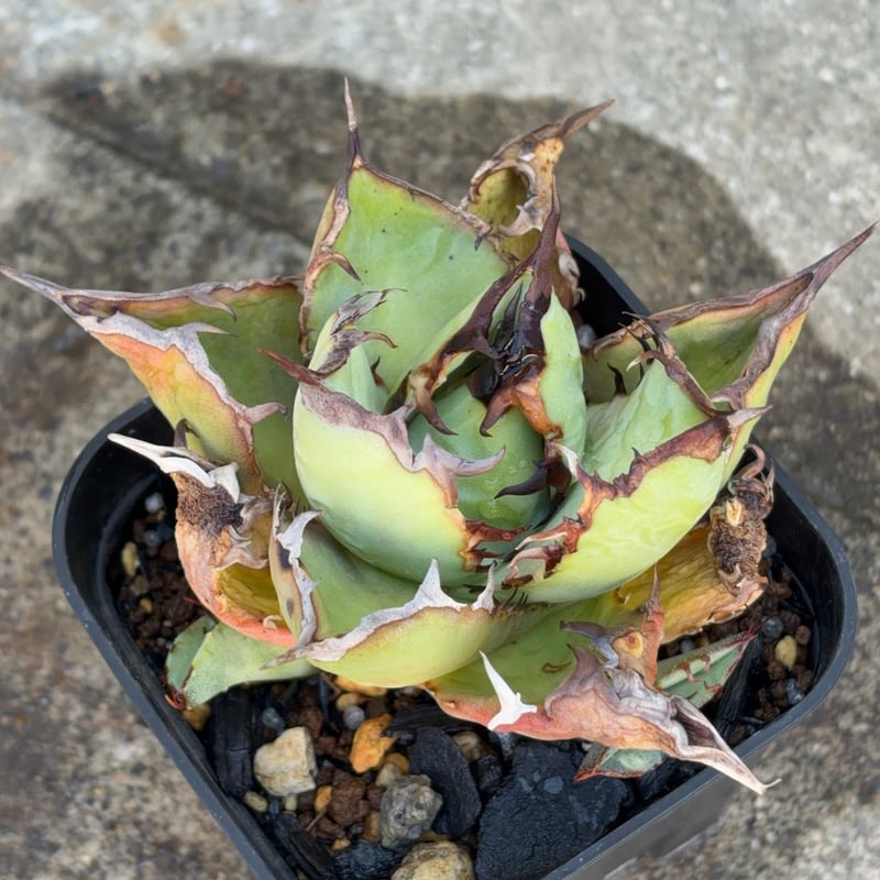 アガベ　子株大放出祭　オアハカあり アガベチタノタオアハカ 子株2株付き Agave titanota oaxaca 鉢付き