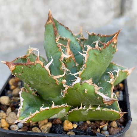 blackmonster plants