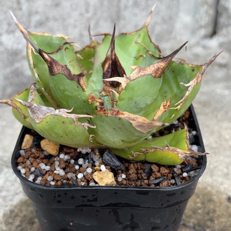 アガベオテロイオアハカ 子株付き Agave oteroi “Oaxaca”鉢付き発送