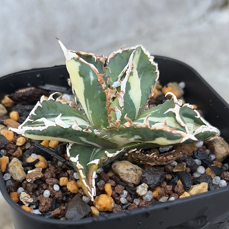 アガベチタノタ　狼人黄中斑　子株 アガベ チタノタ 