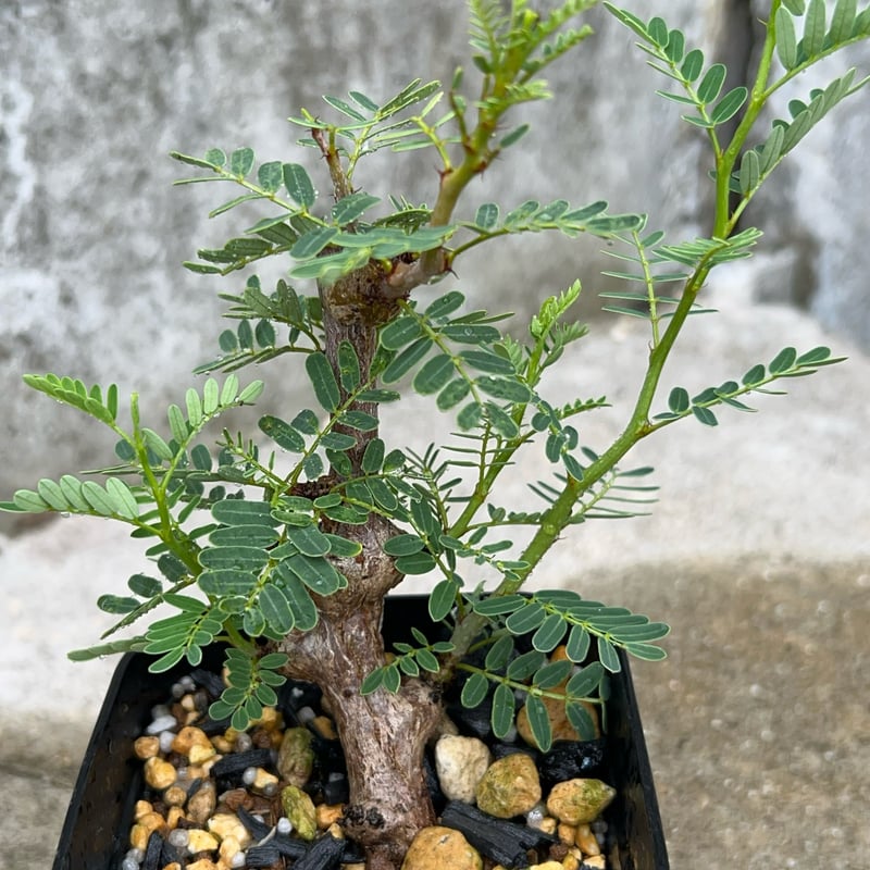 BMP産）センナメリディオナリス 鉢付き発送 | blackmonster plants