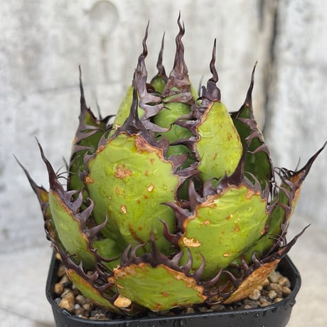 アガベホリダ | STORES