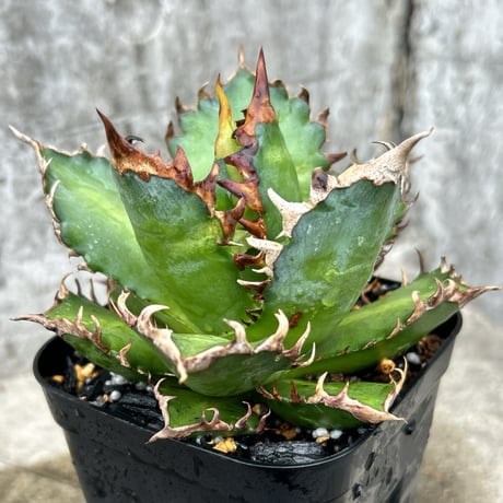 【現品鉢付き】レッドキャットウィーズル　ゴリ猫 アガベ レッドキャットウィーズル / 厳ついノギのゴリ猫さん