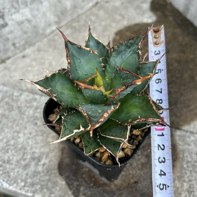 アガベ チタノタ 海王 鉢付き発送 | blackmonster plants