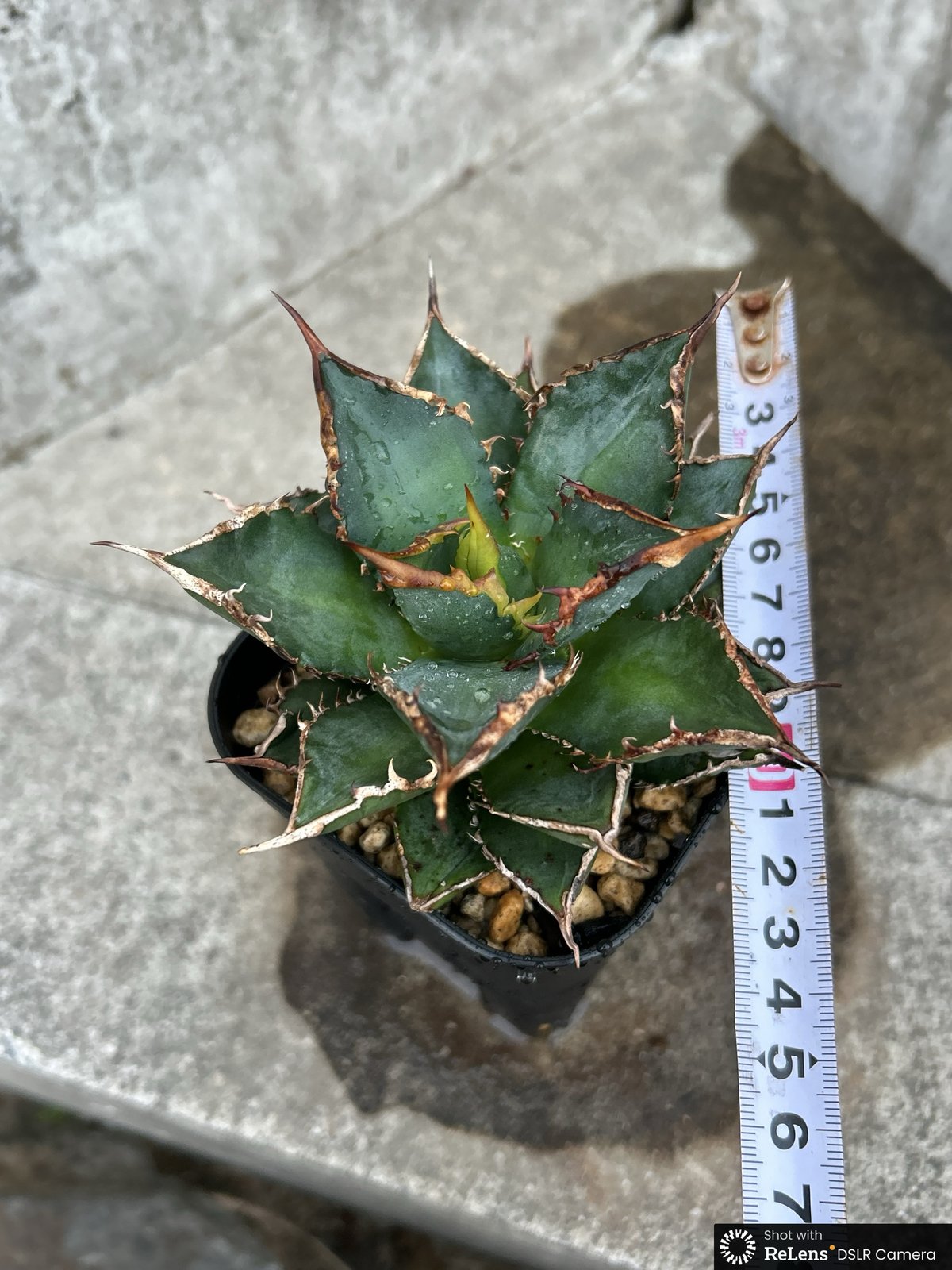 アガベ 中型 黒鉢 海王 チタノタ アガベ チタノタ 海王 鉢付き発送 | blackmonster plants