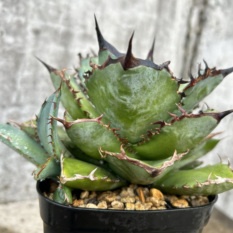 アガベ チタノタ 龍牙 agave titanota dragon fang 子株3株付き鉢付