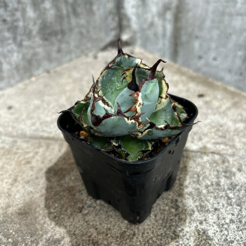 アガベ チタノタ ブラックアンドブルー 錦 白覆輪錦 Agave