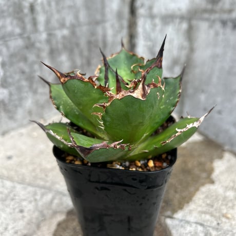 アガベ チタノタ シャークソード アガベシャークソード | STORES