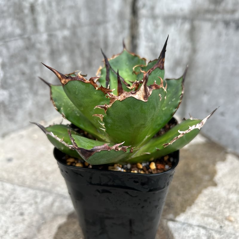 アガベ チタノタ シャークソード 鯊魚剣 鉢付き発送 | blackmonster