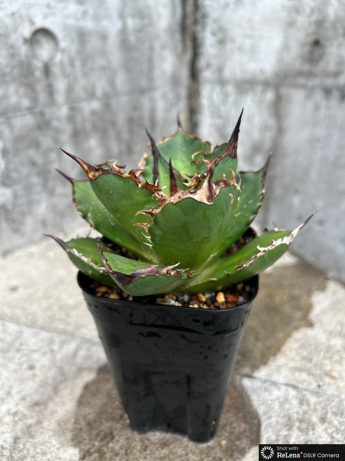 アガベ チタノタ シャークソード 鯊魚剣 鉢付き発送